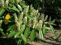 Prunus luraseracus
